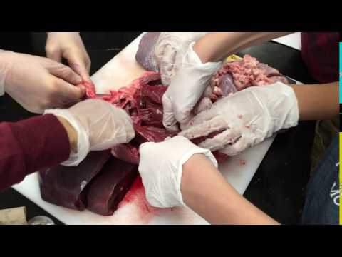 Exploring deer heart and liver at Racine Christian School