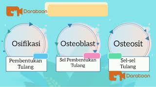 Proses Pembentukan Tulang (Osifikasi)