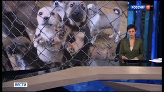 Репортаж о приюте, канал Россия 1. Report about the shelter, Russia 1 channel.