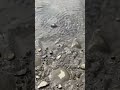 Muitos peixes !! Cardume de filhotes!! Pesca no Japão!! Short