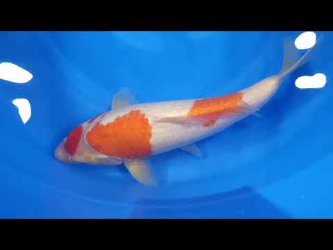 GK-3798 - Kohaku - Dainichi
Variety: Kohaku