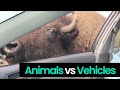 Ultimate animal vs vehicle showdown