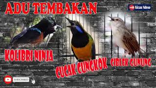 Masteran Kompilasi Konin Vs Cucak Cungkok Vs Cigun