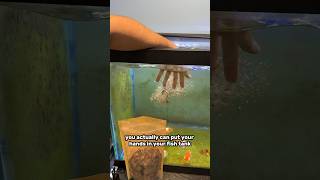 Do Not Put Your Hand In A Fish Tank…