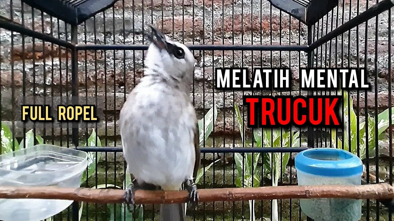 trucukan gacor TARUNG ROPEL PANJANG pancingan trucukan agar bunyi jadikan burung trucuk gacor EMOSI