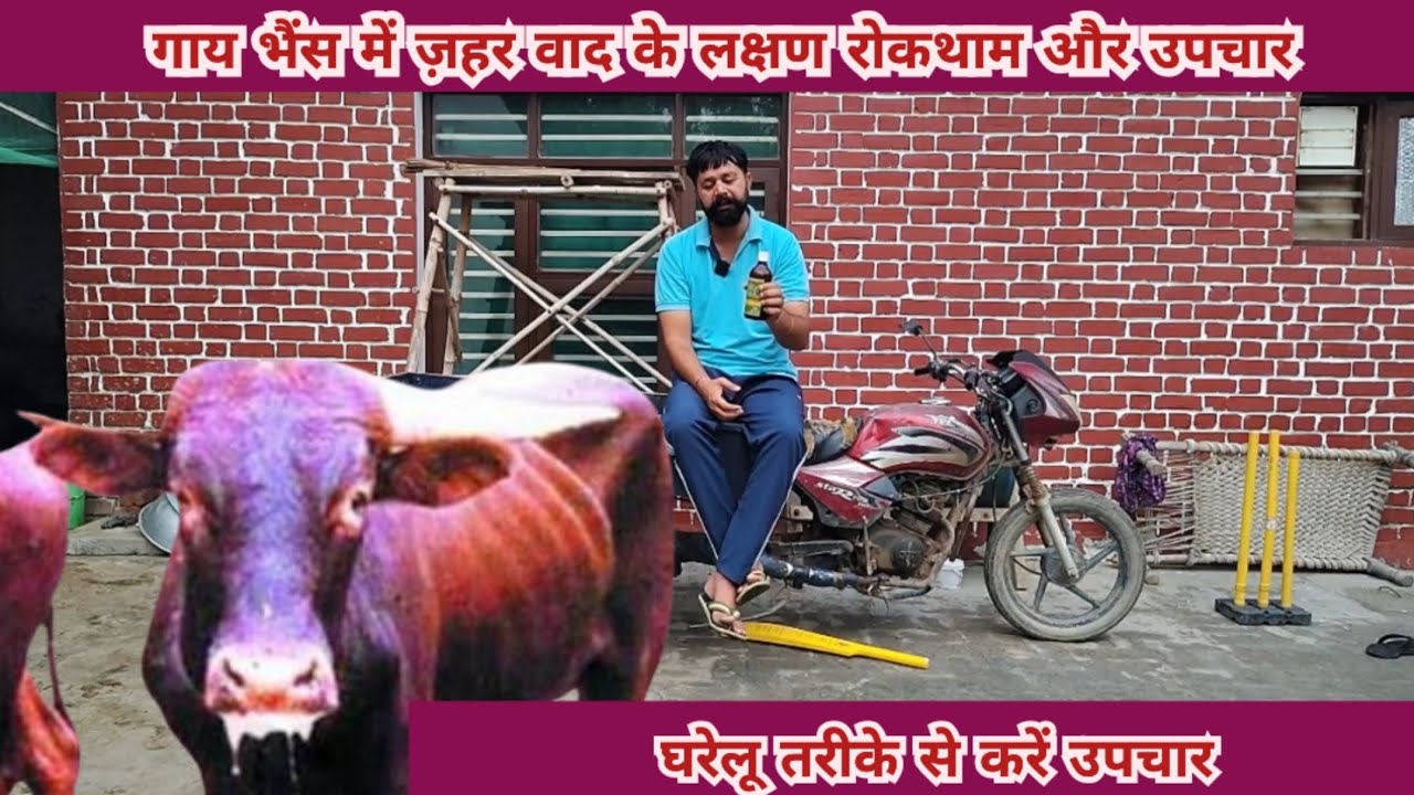 गाय भैंस में जहरबाद का उपचार कैसे करें ( food poisoning for cow buffalo ) 