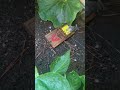 Rat in the garden / Part 8