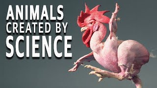 5 ANIMALS Created By SCIENCE