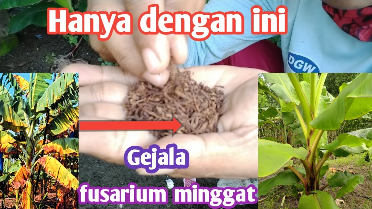 Cara membuat ramuan untuk mencegah terjadinya gejala layu fusarium pada tanaman pisang