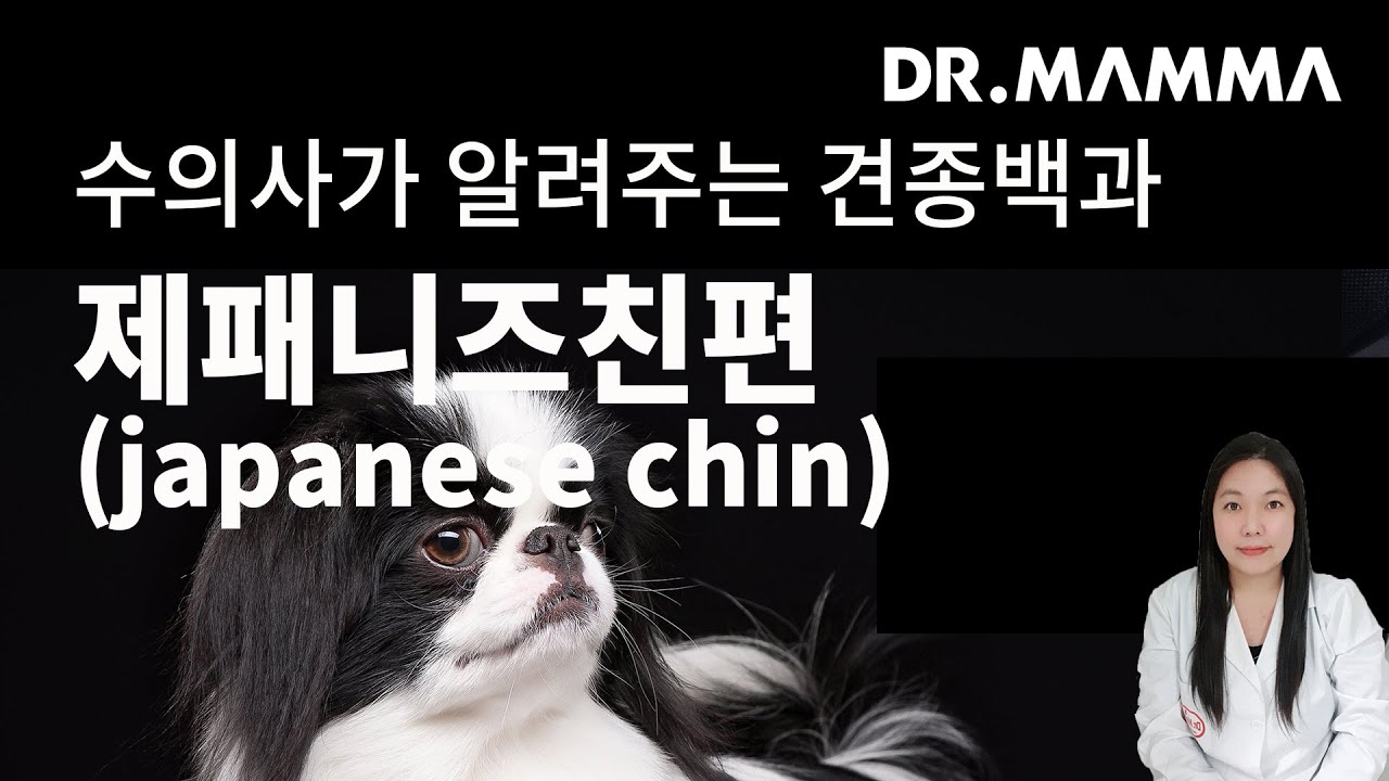 견종백과 제페니즈 친편 ㅣ 수의사가 알려주는 제페니즈 친 특징, 성격, 질병, 건강, 주의사항에 대한 모든것 : 네이버 블로그, image size:1280x720