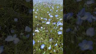 【観察日記】ネモフィラ　植物