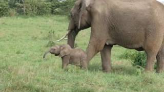 A brand new elephant calf