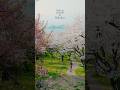 Cherry Blossoms in Shikoku #shikoku #traveljapan #springinjapan