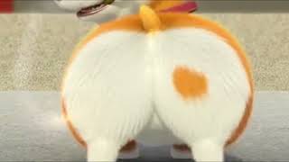 Moco Corgi Fat Ass Jiggle (Zoom + Slow Motion)