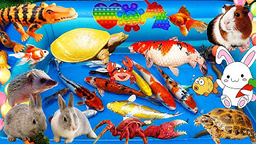 Đi Bắt Chú Chuột Tinh Nghịch, Cá Koi, Cá Sấu, Chú Rùa, Cua, Lươn, Chú Thỏ Con Dễ Thương, Nhím