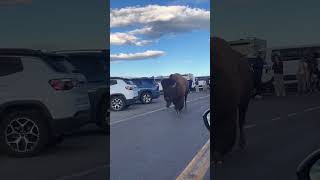 Así es ver a un BISONTE a CENTÍMETROS de distancia 🦬 Video completo YA en el canal!