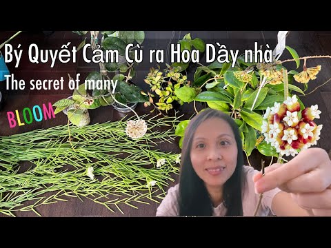 Video: Cây Sáp Của Tôi Không Ra Hoa - Lý Do Tại Sao Hoa Hoya Không Nở Hoa