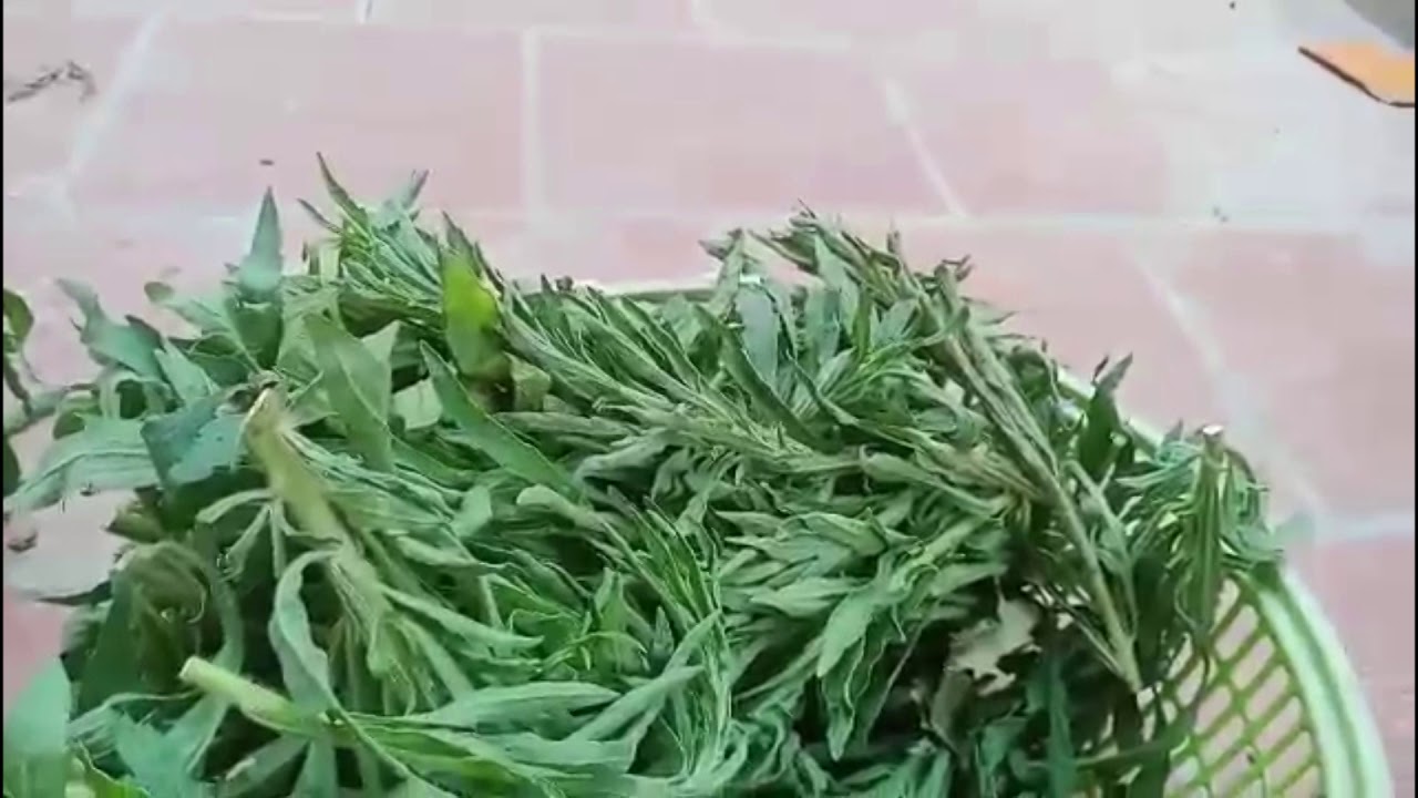 Cây ngải dại chữa bệnh viêm da cơ địa hiệu quả nhất (... - youtube