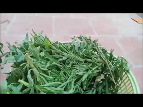 Video Cây ngải dại chữa bệnh viêm da cơ địa hiệu quả nhất (... - youtube