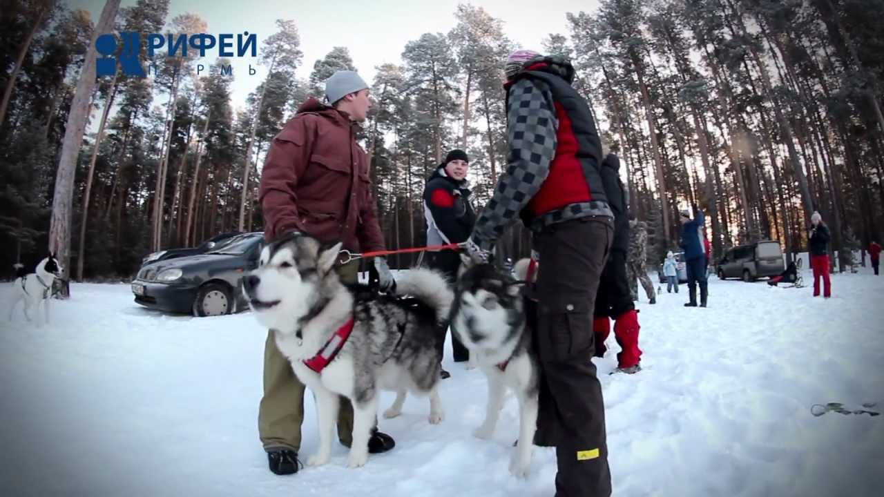 новости, пермь, Мужской клуб - хаски, хаски, маламуты.