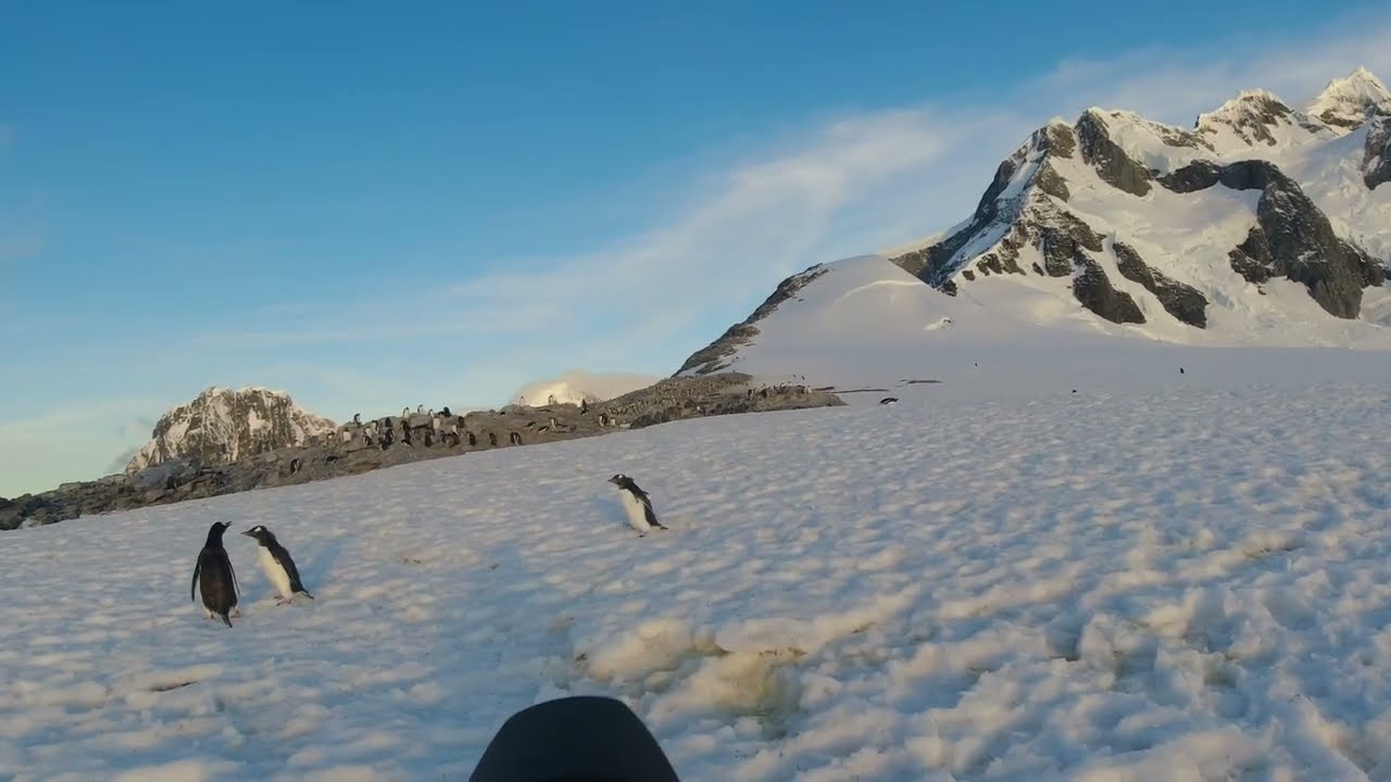 Penguin Walk, Port Charcot, Antarctica