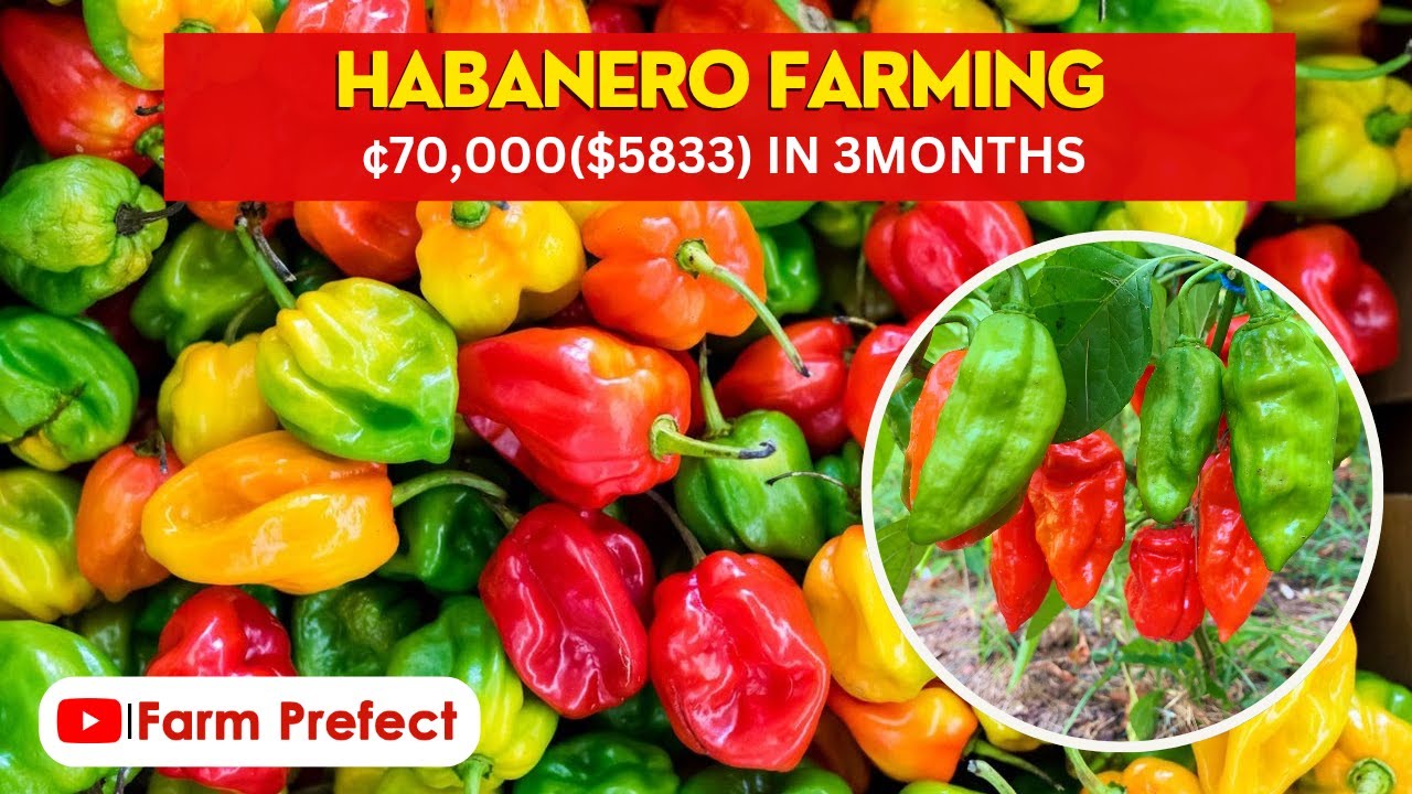Habanero Farming Detailed Guide.