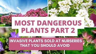 Most Dangerous Plants Part 2: Invasive Nursery Plants That You Should Avoid