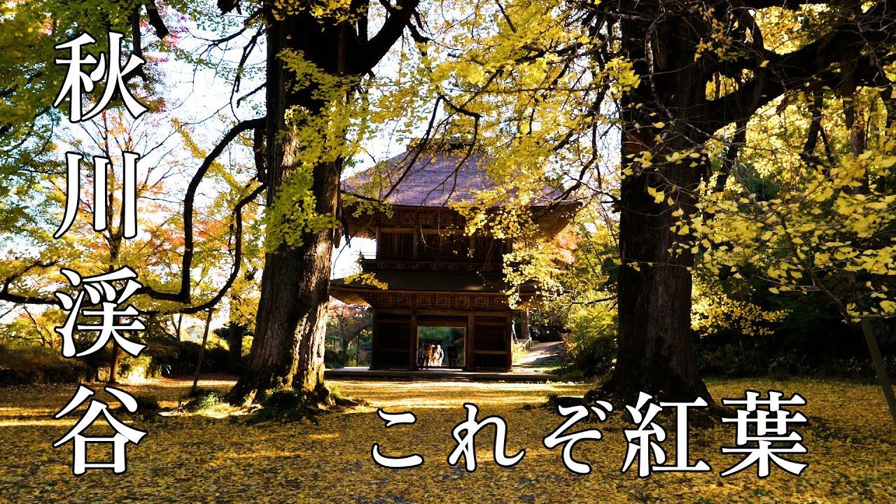 これは知らなかった...これぞ紅葉！東京の秘境「秋川渓谷」で味わう秋の絶景！Stunning Fall Colors in Tokyo's Hidden Gem: Akigawa Valley!