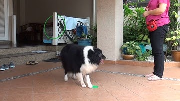 Unit 2 / Web Lesson 6 / Exercise 6.2 - Testing for Stimulus Control: Paw (Rules #1 & #4)