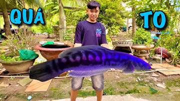 Review Cá Lóc Bông Thái Của Fake |ATK