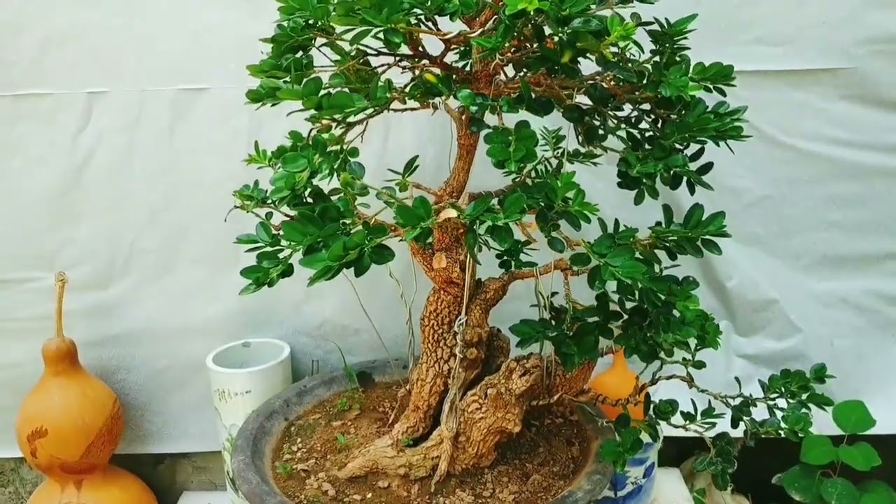 黄杨夏季如何修剪和养护