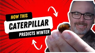 HOW THIS CATERPILLAR PREDICTS WINTER
