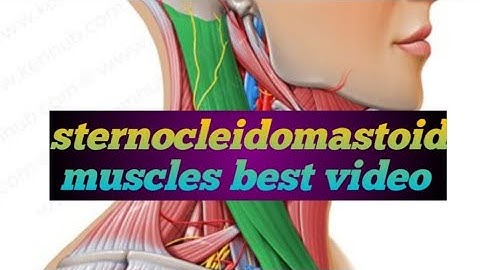 Sternocleidomastoid muscles best video,  #sternocleidomastoid origin #nerve #insertion #neck muscles
