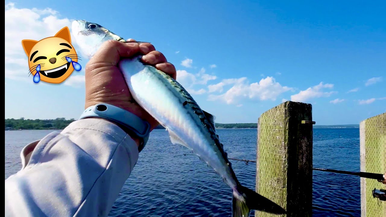 Mackerel catch and cook part 1 YouTube