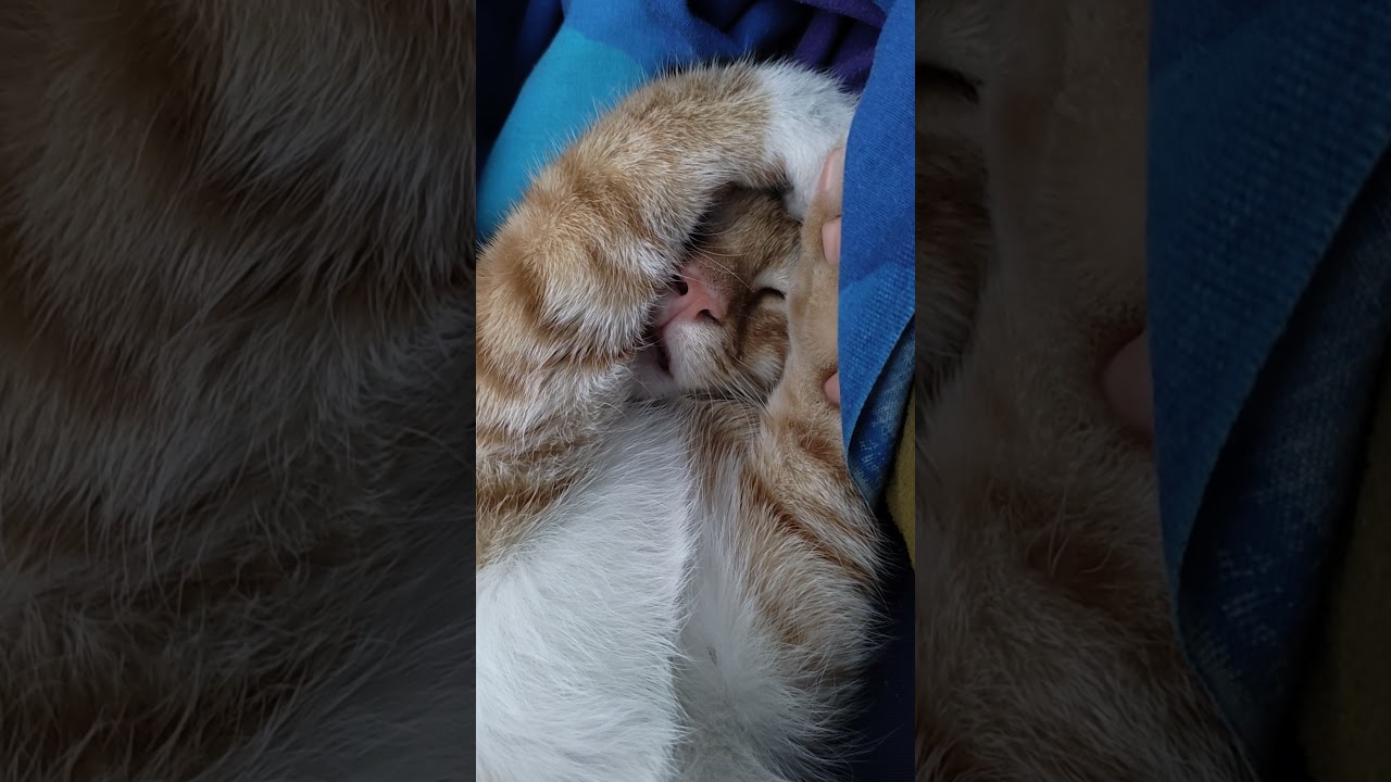 Cat suckles in his sleep! Subscribe for more like this!