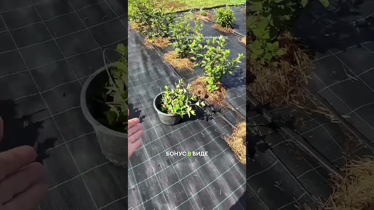 Двойной урожай в питомнике