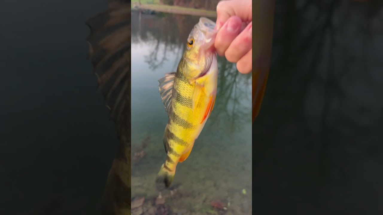 Fall perch In ultra clear water