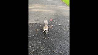 Trying to pet her is a dangerous game 🎲🐿️ #glasgow #squirrel #furfriends