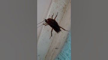 waterbugs or cockroach #shorts