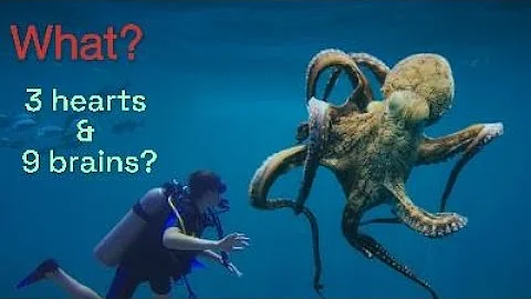 Octopus: 3 HEARTS, 9 BRAINS, AND BLUE BLOOD?!
