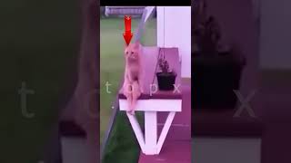 Cat sitting like humans funny short clip