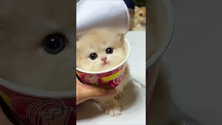 Your favorite little cat is here again. #cats #cat #cute #kitten #kittens