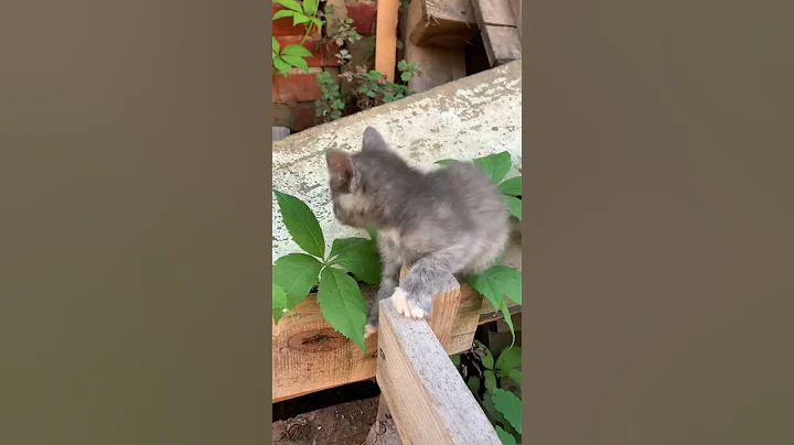 Video 3287461: kitten cute funny baby