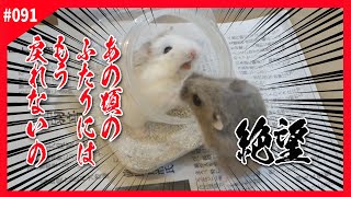 【ハムスター】このすげー回し車瓶欲しい！＆再同居儀式2回目も失敗で大喧嘩！「ロボロフスキーハムスター 飼い方 かわいい 可愛い 癒し おもしろ 仓鼠 roborovski hamster」#091