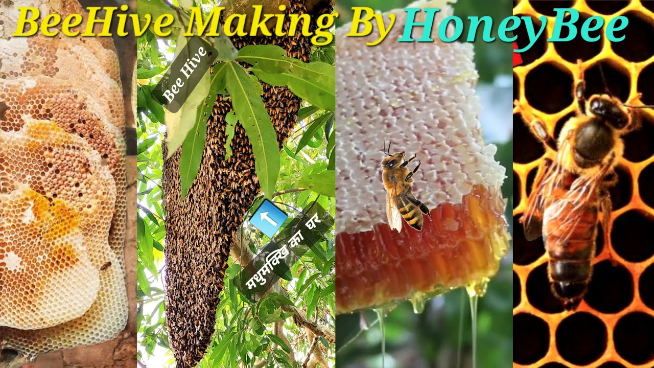 Huge Bee Hive Making Process Timelapse Amazing Bee Hive