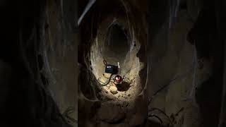 Micro Back-Mounted Camera POV: Black Widow Spider Underground Web Documentary