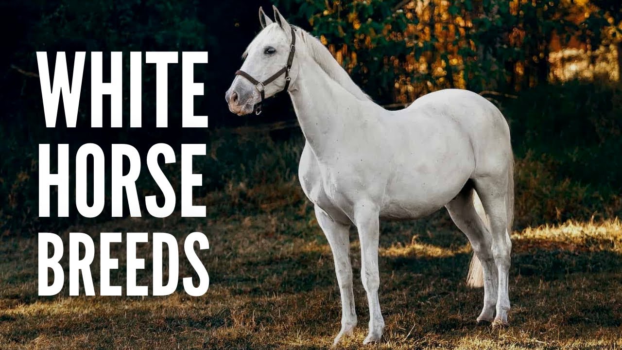 15 White Horse Breeds You Should Know - Seriously Equestrian