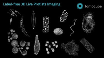 Discover the Hidden Beauty of Protists in 3D | Label-Free Holotomography by Tomocube HT-X1 Plus (4K)