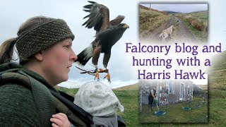 Falconry Diary | First hunt of the season with my Harris Hawk by Falconry And Me 40,846 views 2 years ago 19 minutes