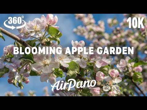 Blooming Apple Garden. VR meditation in 10K